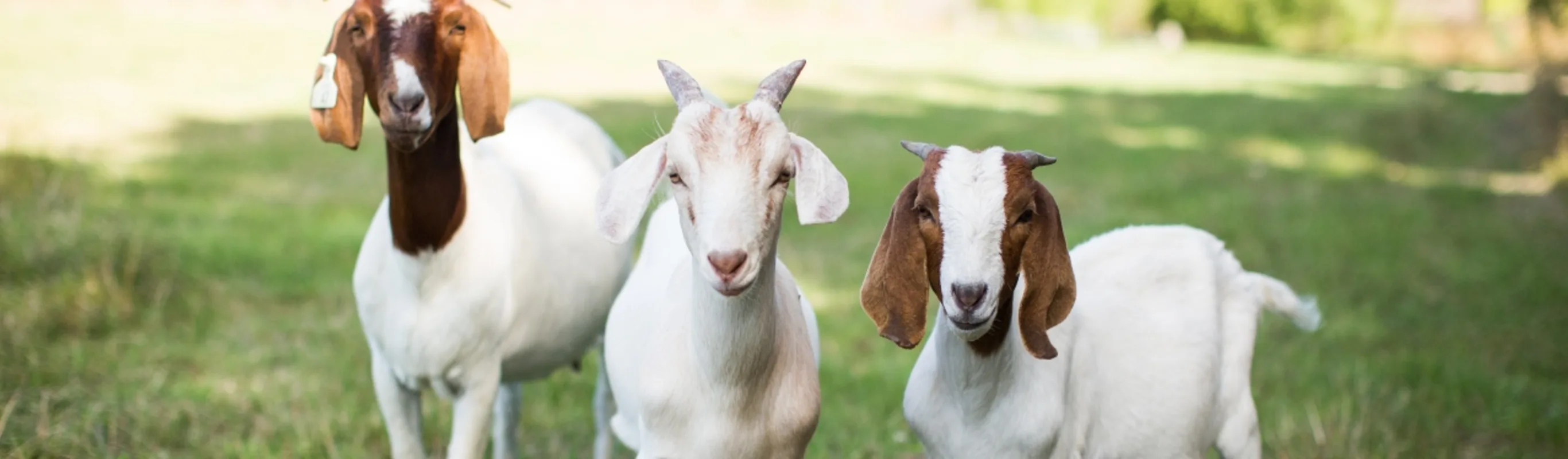 3 goats standing next to each other in rural grassy setting